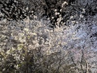IMG_3567_2.jpg