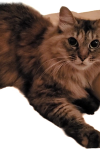 Clipped_image_20230529_082224.png